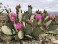 Opuntia basilaris Beaver Tail Cactus with Pink Flowers - 1 Pad, Buy 2 Get 1 Free