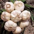 Fresh California Softneck Garlic Bulb 12oz for Planting Allium sativum Culinary Herb