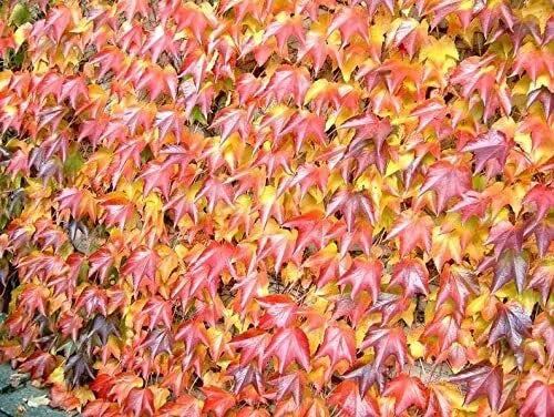 Boston Ivy Seeds - 20 Pack, Japanese Creeper Ivy, Parthenocissus tricuspidata, Climbing Vine for Gardens & Walls