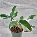 Philodendron White Knight Plant – 4” Pot – Rare Variegated Aroid – Indoor Tropical Houseplant – Philodendron 'White Knight'