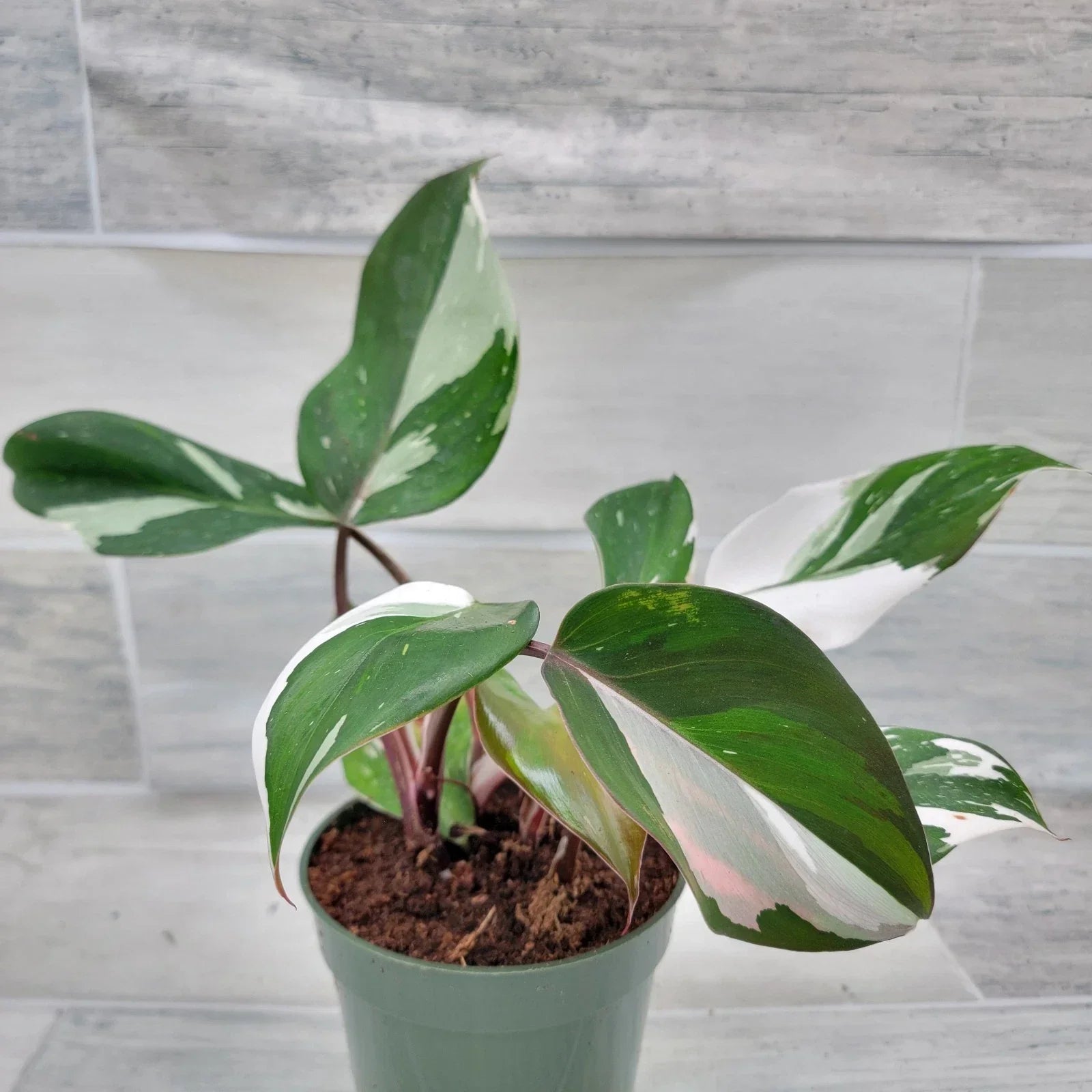 Philodendron White Knight Plant – 4” Pot – Rare Variegated Aroid – Indoor Tropical Houseplant – Philodendron 'White Knight'