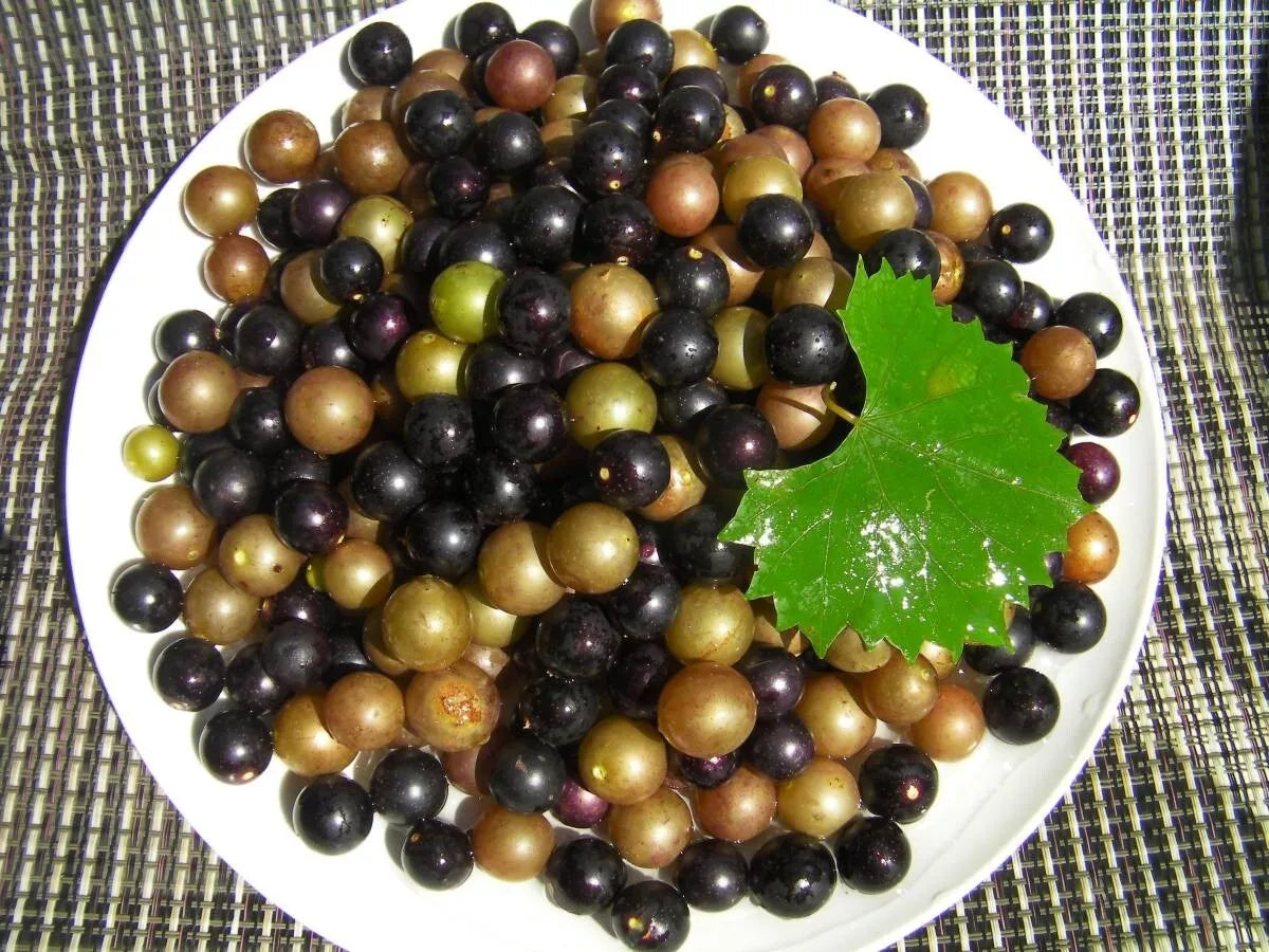 Organic Muscadine Grape Cuttings - Black Noble & Bronze Carlos Vitis rotundifolia, Climbing Vine, 10 + 10 Thin Cuttings