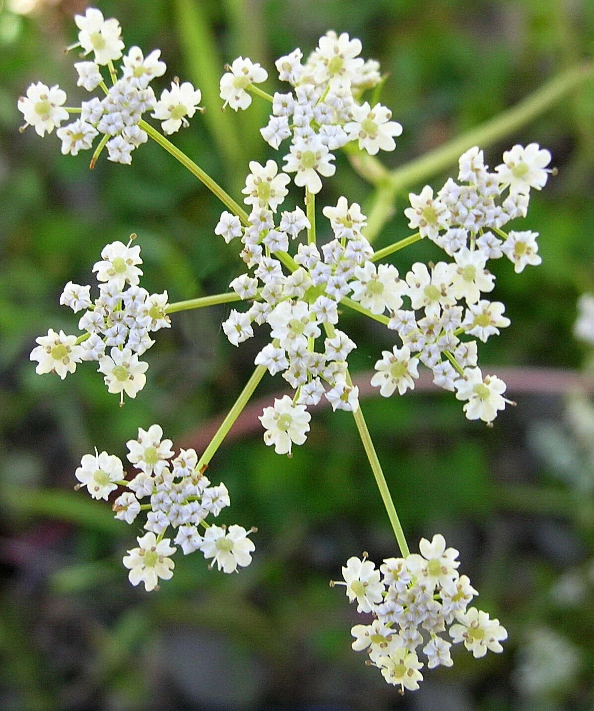Caraway Seeds Pack | Organic Herb Seeds | Cumin Flavor | Carum carvi | Culinary & Garden Use