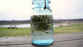 Willow Water Rooting Hormone Liquid Solution for Plant Propagation - Salix spp. - 25+ Thin Cuts