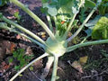 Kohlrabi Seeds, Early White Vienna, Heirloom, Non-GMO, Brassica oleracea, 25+ Seeds
