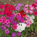 Phlox Seeds - 190 Count Beauty Mix - Annual Flower Seeds for Borders & Containers - Phlox paniculata