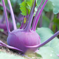 Kohlrabi Seeds - 400 Pack, Early Purple Vienna, Brassica oleracea, Non-GMO, Heirloom, Fast-Growing Vegetable for Garden or Containers