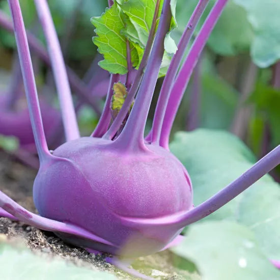 Kohlrabi Seeds - 400 Pack, Early Purple Vienna, Brassica oleracea, Non-GMO, Heirloom, Fast-Growing Vegetable for Garden or Containers