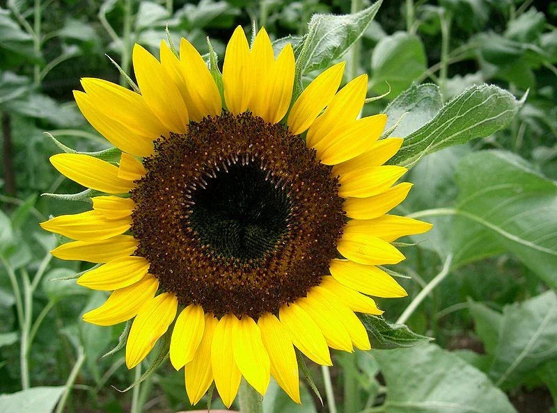 Sunflower Seeds - 22 Pack - Taiyo Japanese Heirloom - Helianthus annuus - Easy Grow, Full Sun, Vibrant Yellow Flowers