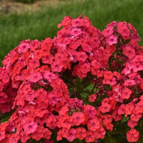 Sunset Coral Phlox Seeds - Perennial Flower Seeds for Butterflies, Phlox paniculata, 50 Seeds for Garden Beds & Borders