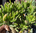 Ogre Ears Shrek ET Jade Plant Cuttings - Dwarf Green Succulent Crassula ovata 'Gollum' 3 Pack