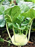 White Vienna Kohlrabi Seeds 500 Non-GMO Brassica oleracea var. gongylodes Vegetable Seeds for Gardening