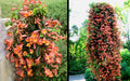 Bignonia "Tangerine Beauty" Crossvine Rooted Starter Plant, Vibrant Orange Blooms, Butterfly Attractant, Climbing Vine, Trellis, Fence