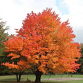 Sugar Maple Trees Set - 6-12 Inch Tall Acer Saccharum Deciduous Garden Plants in 4-Inch Pots