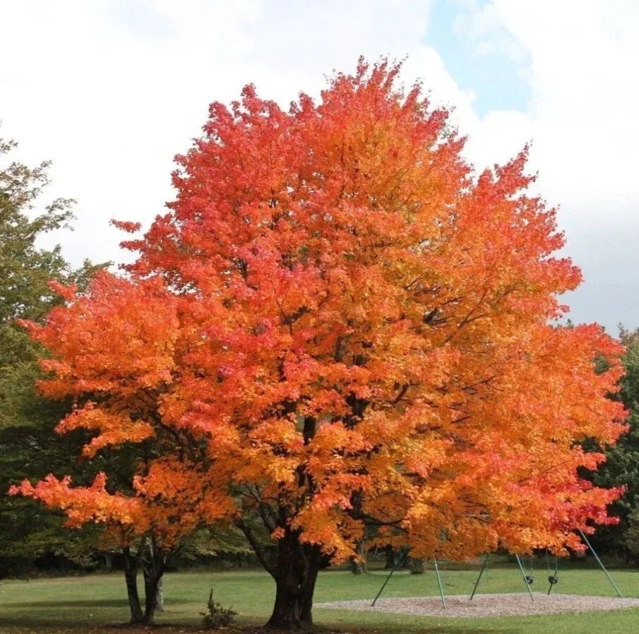 Sugar Maple Trees Set - 6-12 Inch Tall Acer Saccharum Deciduous Garden Plants in 4-Inch Pots
