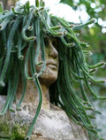 Medusa Dog Tail Cactus Cuttings - Serpentine Variety - Succulent Garden Plant - Selenicereus anthonyanus