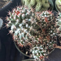 Mammillaria Voburnensis Cactus in 4" Pot – Rare Indoor Succulent Plant, Low-Growth, Drought-Resistant, Easy Care, Home Decor