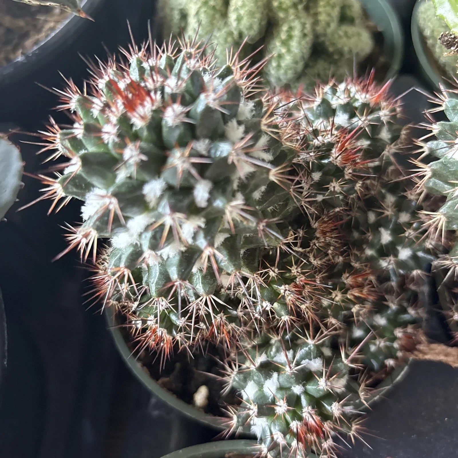 Mammillaria Voburnensis Cactus in 4" Pot – Rare Indoor Succulent Plant, Low-Growth, Drought-Resistant, Easy Care, Home Decor