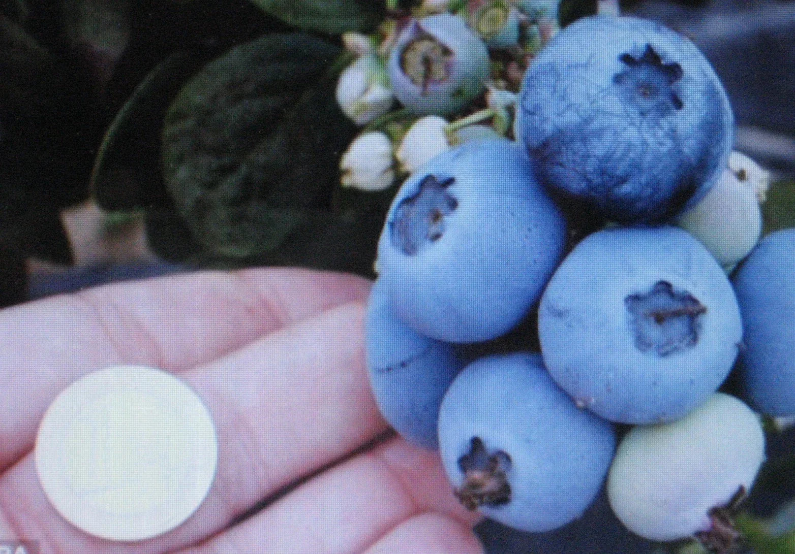 Northern Highbush Blueberry Seeds - 1000 Count - Attracts Wildlife Birds & Bears - Vaccinium corymbosum