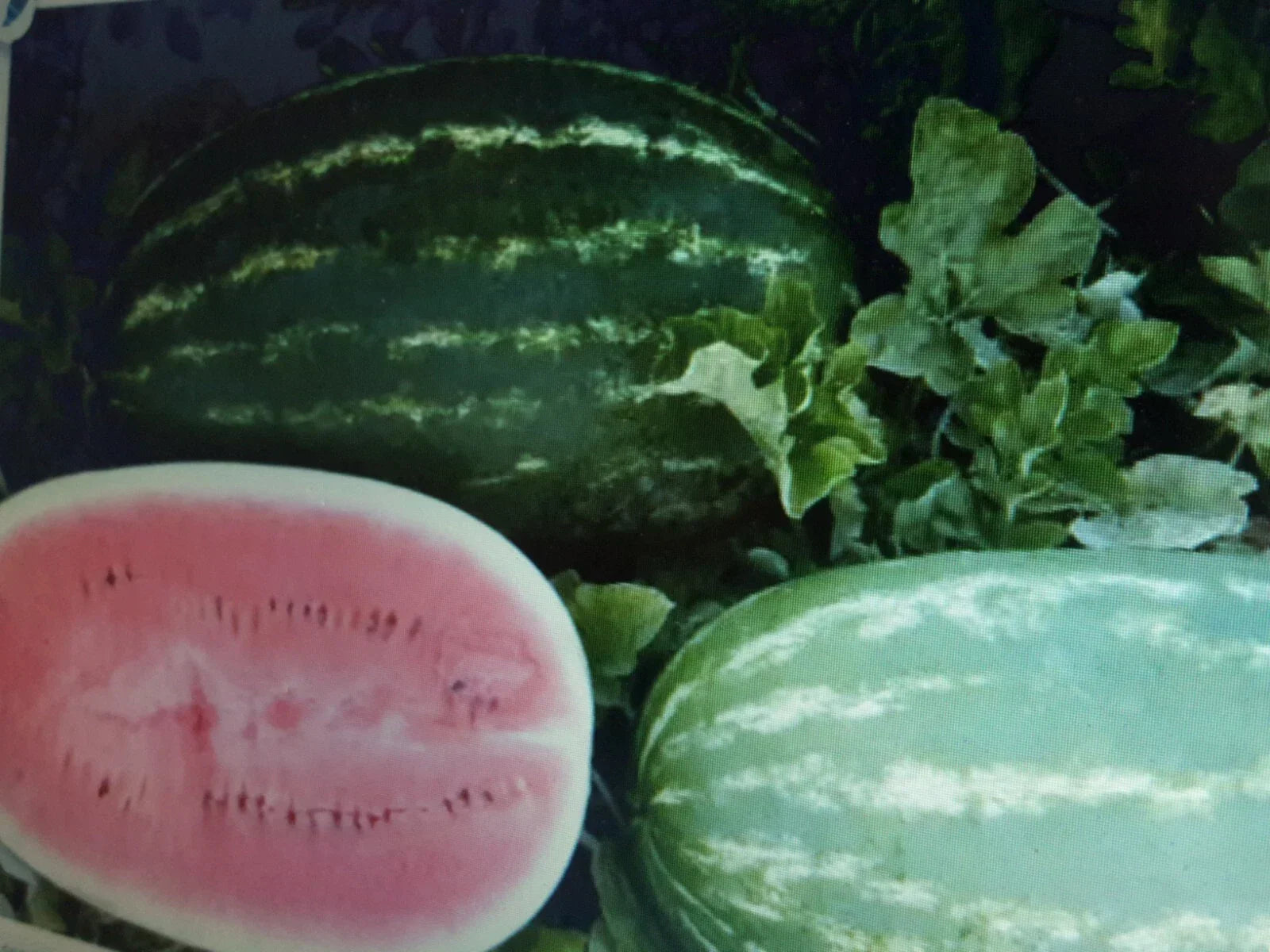 Large Watermelon Seeds 36 Pack Citrullus lanatus Sweet Fruit Gardening Seeds