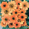 Profusion Apricot Zinnia Seeds - 100+ Pack, Annual, Zinnia elegans, Vibrant Orange Blooms, Garden Border & Cut Flower Seeds
