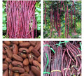 Yard Long Bean Seeds - 15+ Purple-Red Asian Noodle Beans - Sitaw - Chinese String Beans - Vigna unguiculata subsp. sesquipedalis