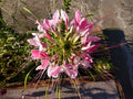 Taffy Pink Spider Seeds - Clome Spinosa Perennial Flower Seeds for Bees and Pollinators - 100 Pack