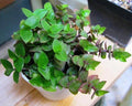 Dwarf Wandering Jew Plant 4" Pot - Tradescantia Minima Callisia Repens - Trailing Indoor Houseplant