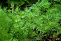 Organic Dill Seed Bouquet - 200+ Non-GMO Anethum graveolens Herb Seeds for Culinary & Gardening