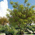 Honeylocust Tree Seeds - Gleditsia caspian, Fast Growing, Landscaping, Shade, Deciduous, 10 Pack