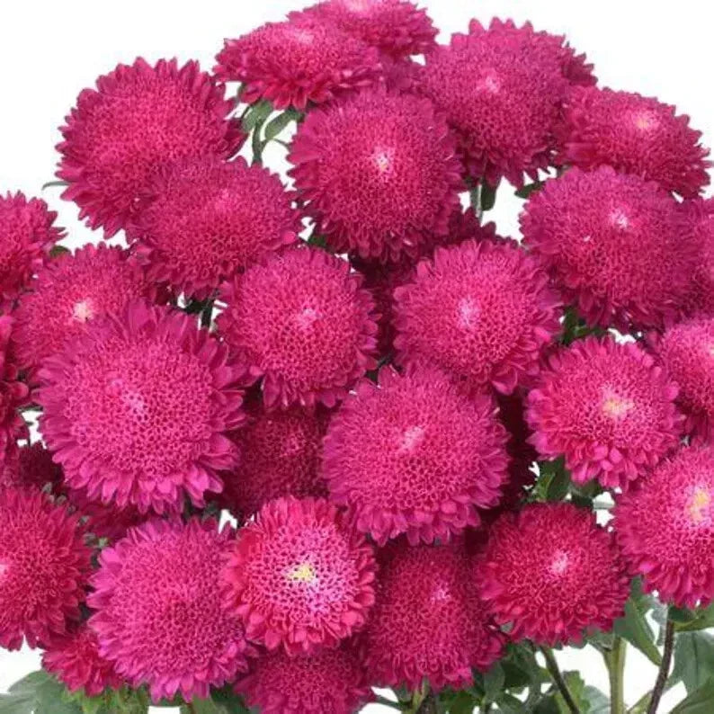 Bonita Rose Aster Seeds - 30 Pack, Pink Flowers, Aster novae-angliae, USA Grown, Easy to Grow, Pollinator Attracting