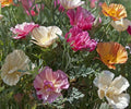 California Poppy Seeds – Thai Silk Mix, Vibrant Colors, Eschscholzia californica, 25 Seeds for Garden Blooms