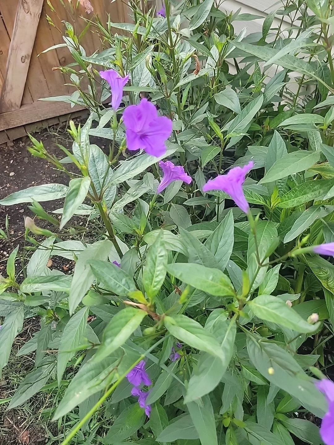 20 Bare Root Mexican Petunia Plants, Purple Ruellia Brittoniana, Drought-Tolerant Flowering Shrubs for Gardens