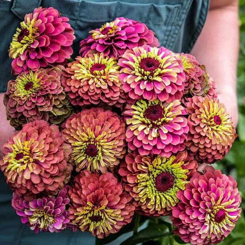 Queen Lime Red Zinnia Seeds - 100+ Pack, Zinnia elegans, Vibrant Lime Red Blooms, Butterfly Attracting, Garden, Border, Container Planting