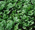 Organic Heirloom Giant Noble Spinach Seeds – Sweet Flavor, Tall Growth, Spinacia oleracea, Non-GMO, Easy to Grow