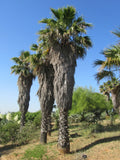 California Fan Palm Seeds - Washingtonia filifera, Drought-Tolerant, Hardy Indoor/Outdoor, 20 Pack