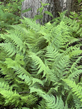 Leatherwood Fern 3-Pack Bare Root Native Woodland Ferns for Gardens & Landscaping Gleichenia dicarpa