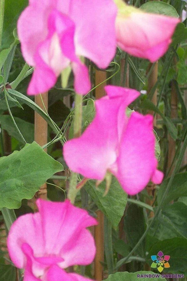 Sweet Pea Seeds - 50+ Elegance Rose Variety for Garden Climbing Vines - Lathyrus odoratus, Non-GMO, Full Sun, USA