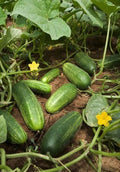 National Pickling Cucumber Seeds - Organic, Non-GMO, Open Pollinated, Cucumis sativus, for Home Gardening & Canning