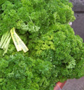 Curled Parsley Seeds - 105 Seeds - Herb for Cooking & Garnishing - Petroselinum crispum - Indoor & Outdoor Gardening