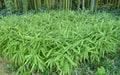 Dwarf Fernleaf Bamboo Seeds - 50 Pack for Clumping Privacy Screen - Fargesia murielae Garden Plant