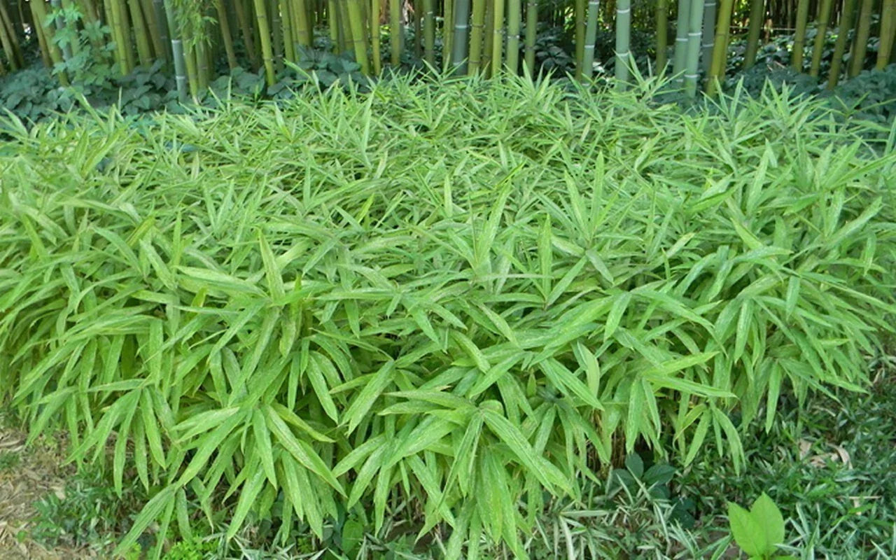 Dwarf Fernleaf Bamboo Seeds - 50 Pack for Clumping Privacy Screen - Fargesia murielae Garden Plant