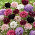 Pincushion Flower Seeds Mix - 100+ Varieties, Vibrant Colors, Pollinator Friendly, Scabiosa spp.