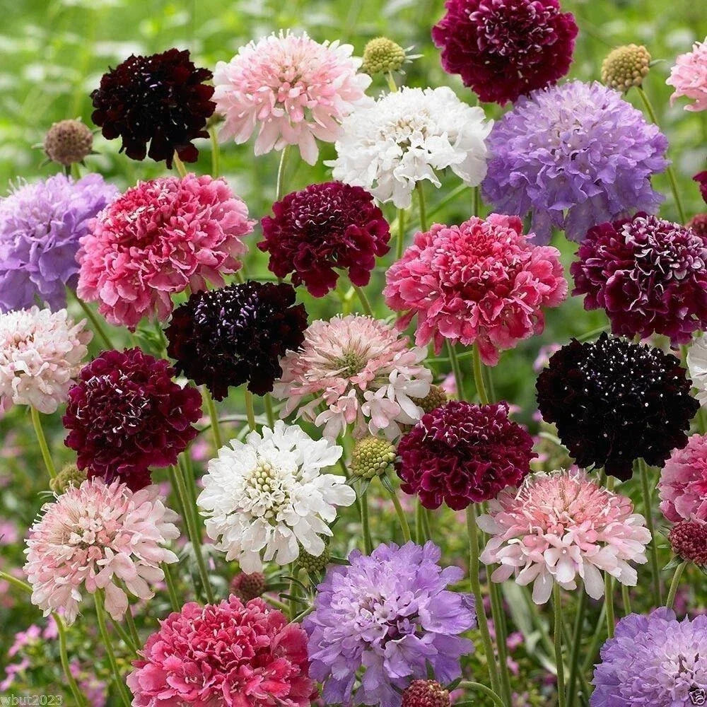 Pincushion Flower Seeds Mix - 100+ Varieties, Vibrant Colors, Pollinator Friendly, Scabiosa spp.
