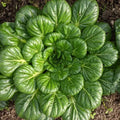 Tatsoi Mustard Green Seeds – Asian Brassica rapa var. narinosa for Spring & Fall Gardening, 200 Seeds