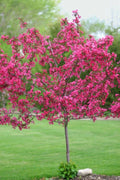 Dwarf Pink Dogwood Seeds - 5 Pack, Flowering Hardy Tree, Cornus florida fubra, Ornamental Garden Plant