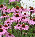 Purple Coneflower Seeds 250+ Echinacea purpurea Perennial Wildflower for Pollinator Gardens, USA Grown