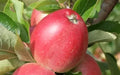 Worcester Pearmain Apple Seeds - 25+ Pack for Garden Planting - Malus domestica - Home Orchard, Fruit Tree, USA