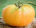 Kentucky Beefsteak Tomato Seeds - Heirloom Orange Fruit, Large Juicy Tomatoes, Solanum lycopersicum, 30-2000 Seeds