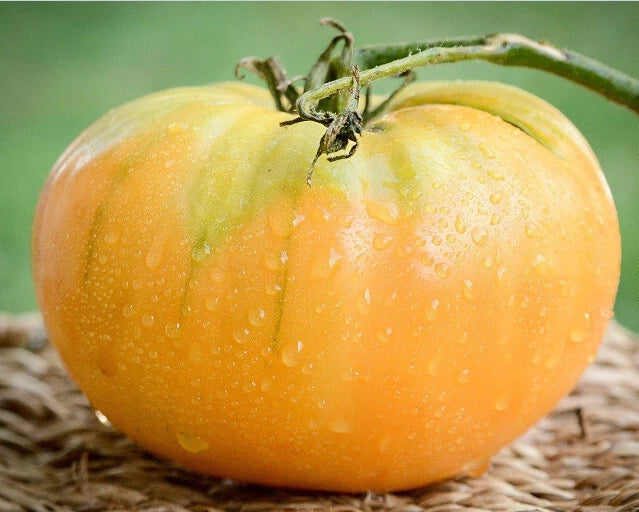 Kentucky Beefsteak Tomato Seeds - Heirloom Orange Fruit, Large Juicy Tomatoes, Solanum lycopersicum, 30-2000 Seeds